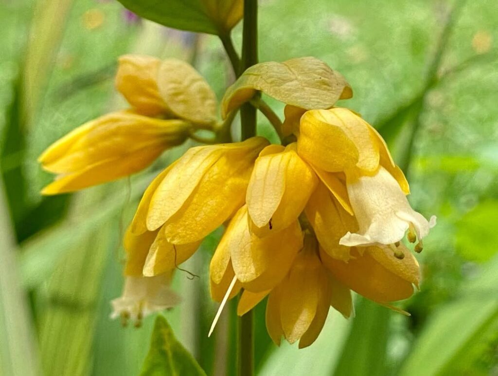 Congéia: conheça a trepadeira que floresce como uma nuvem encantada