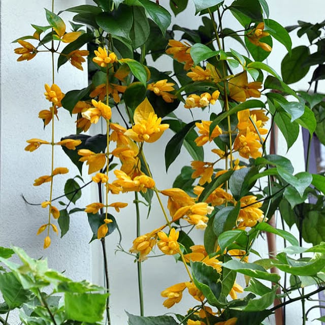 Congéia: conheça a trepadeira que floresce como uma nuvem encantada