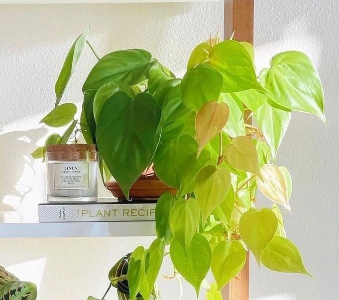 Filodendro neon: a planta de folhas fluorescentes que ilumina o ambiente