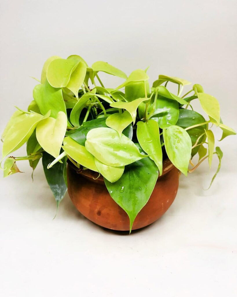 Filodendro neon: a planta de folhas fluorescentes que ilumina o ambiente