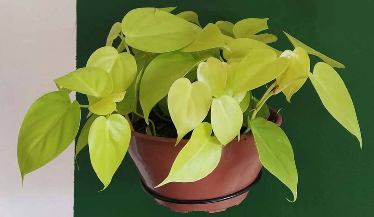 Filodendro neon: a planta de folhas fluorescentes que ilumina o ambiente