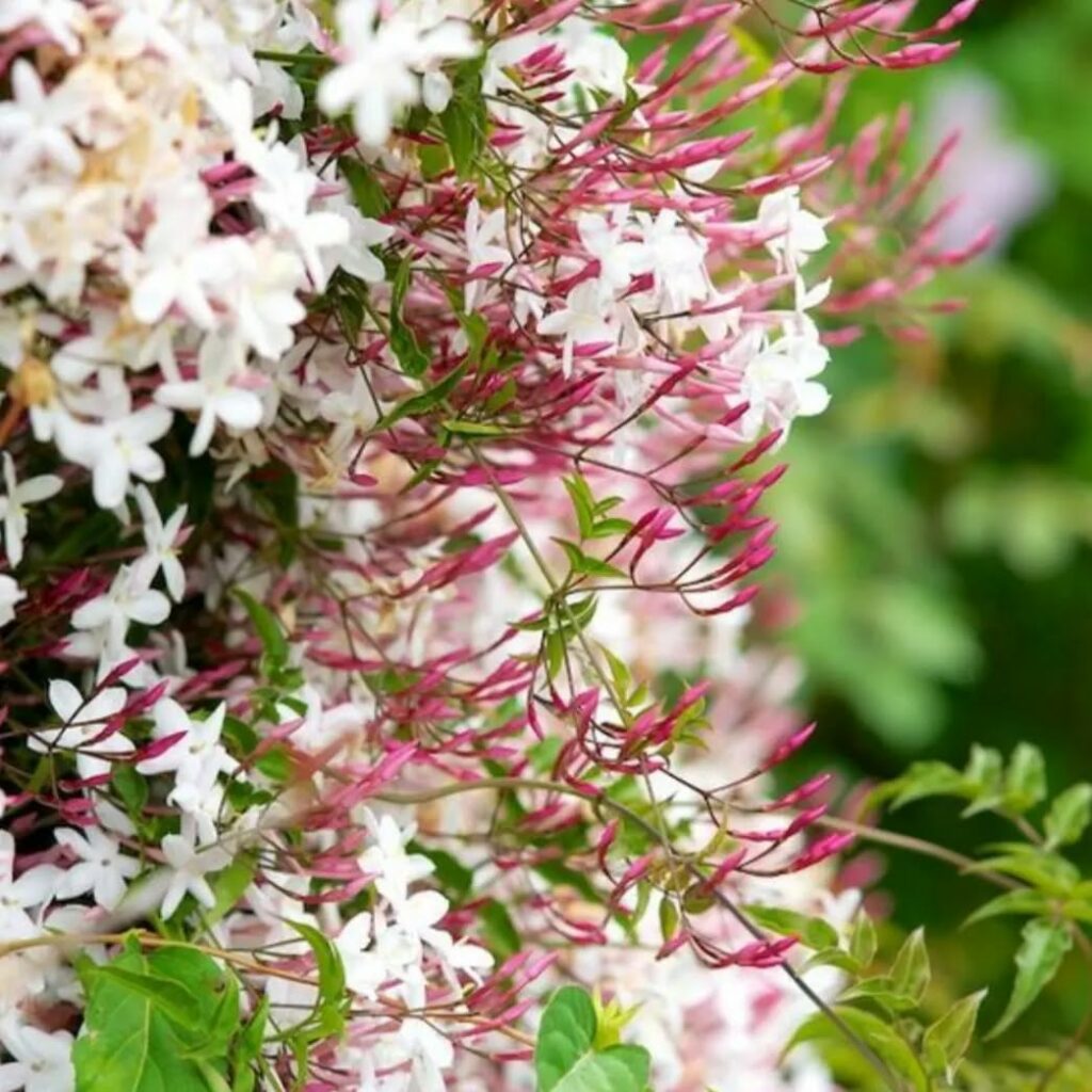 Jasmim-dos-poetas: a trepadeira perfumada que cresce rápido e encanta jardins