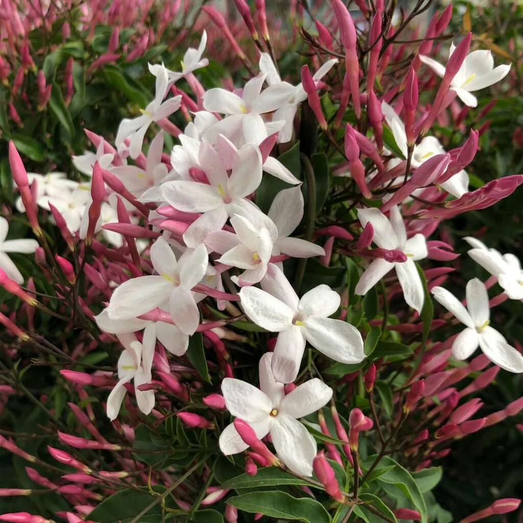 Jasmim-dos-poetas: a trepadeira perfumada que cresce rápido e encanta jardins