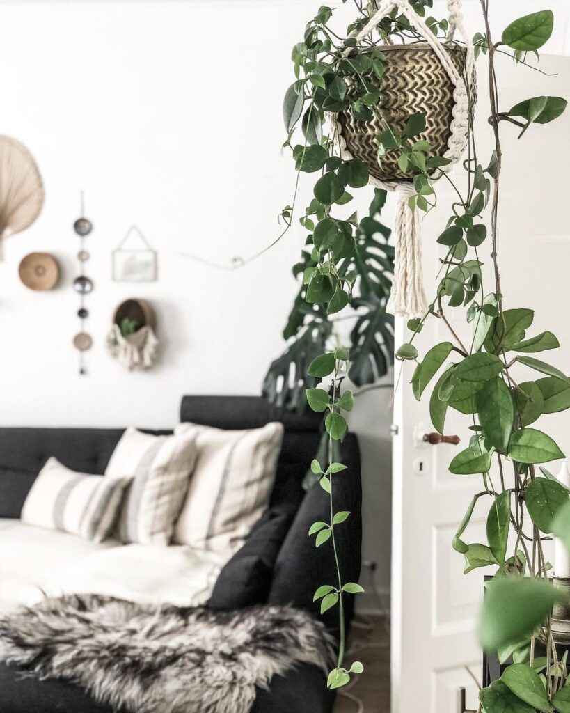 Mini cissus: conheça a planta pendente que conquista pela leveza das folhas