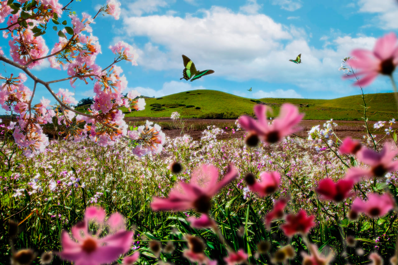 Plantas que florescem na primavera e seguem lindas até o verão
