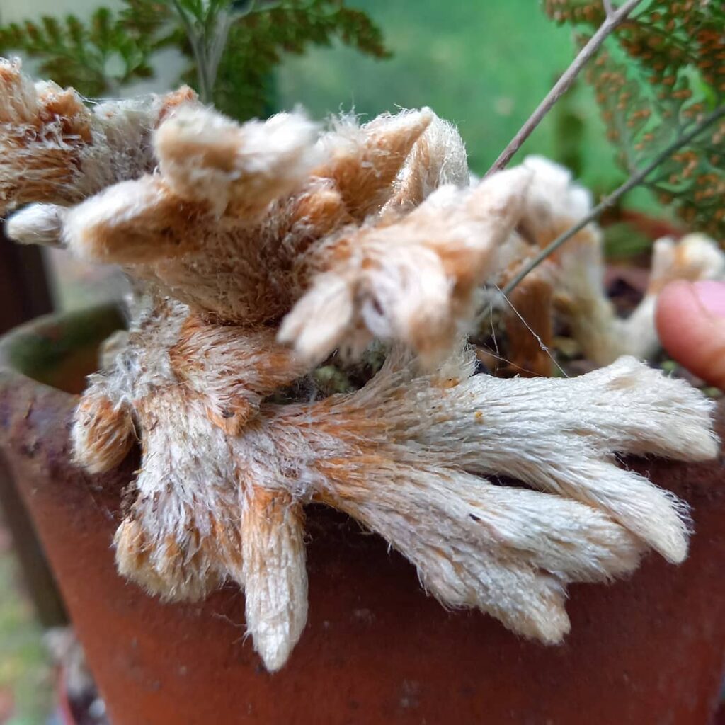 Conheça a samambaia pata de coelho: felpuda, resistente e perfeita para decoração tropical