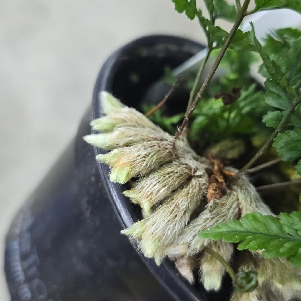 Conheça a samambaia pata de coelho: felpuda, resistente e perfeita para decoração tropical