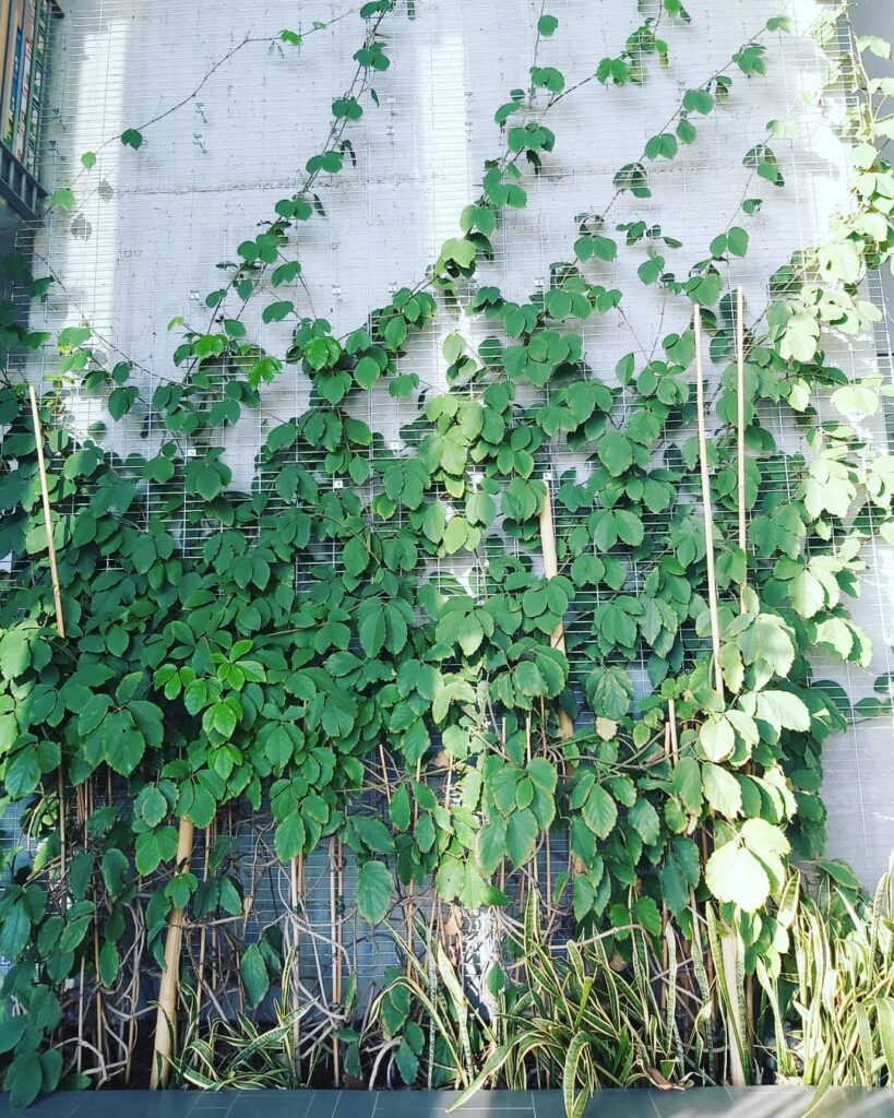 6 trepadeiras que crescem muito rápido e encantam pela beleza