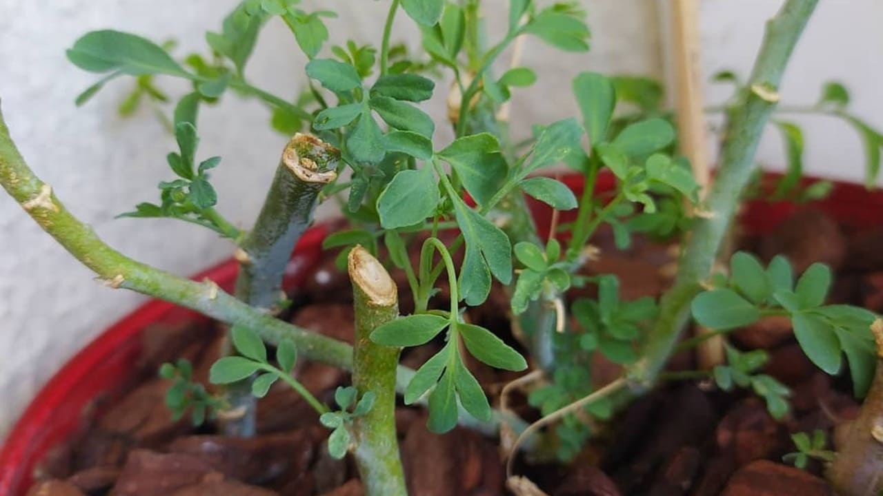 Arruda em vaso: os segredos para cultivar a planta mais mística do jardim