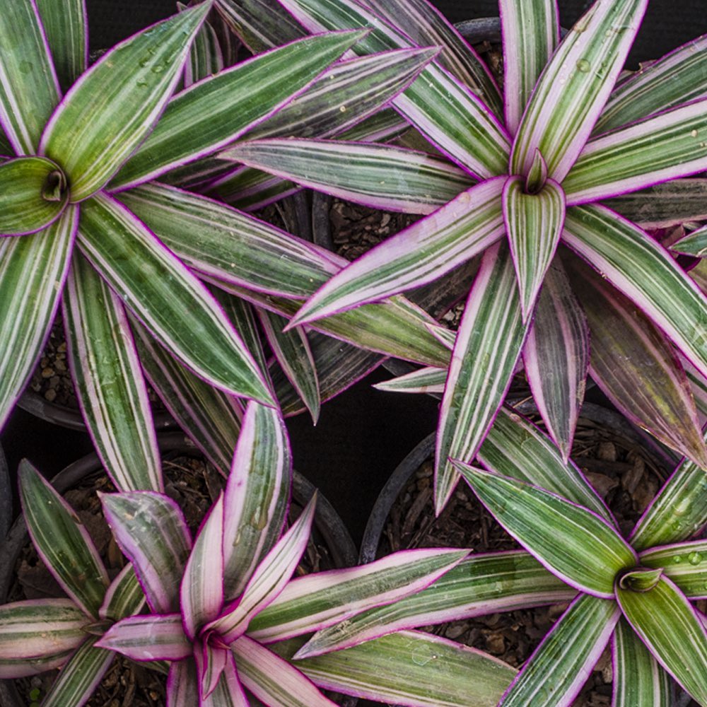 Sol ou sombra? Saiba o que o abacaxi-roxo precisa para crescer bonito e saudável