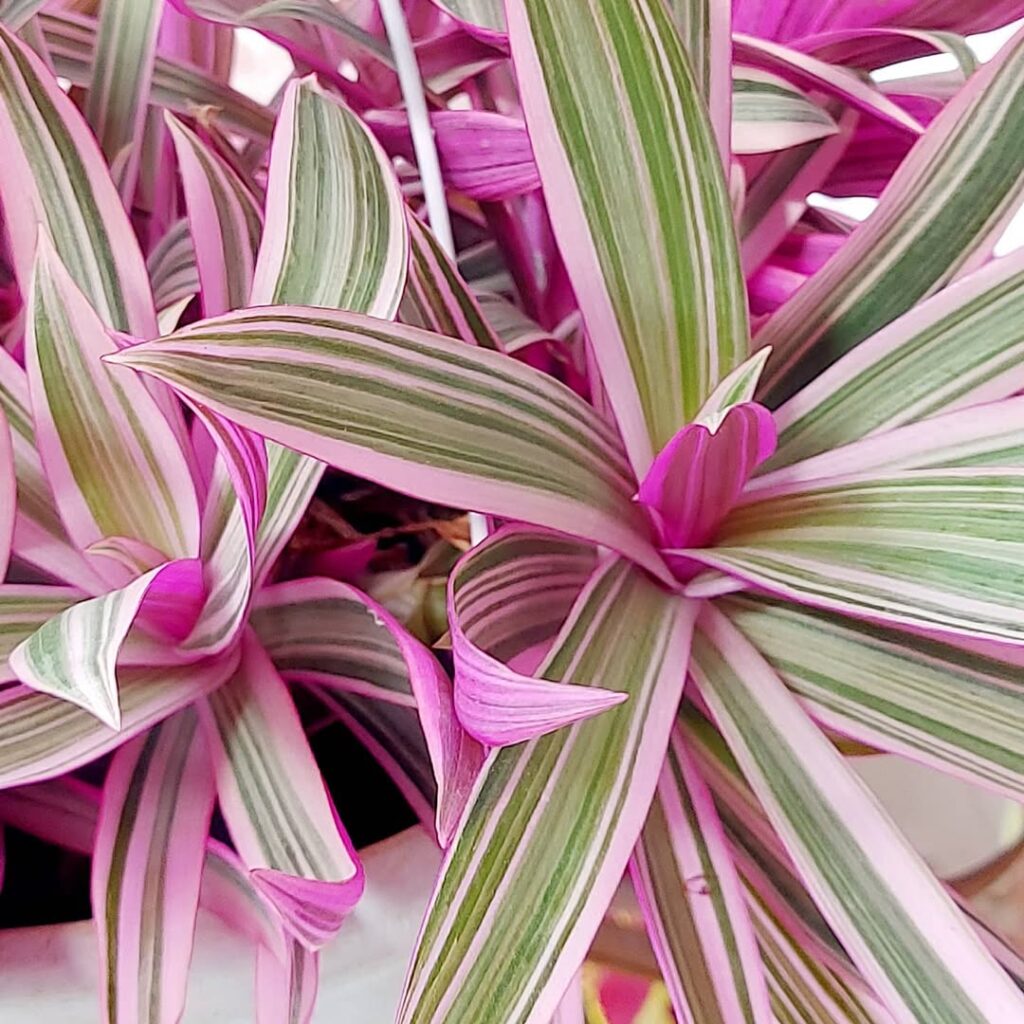 Sol ou sombra? Saiba o que o abacaxi-roxo precisa para crescer bonito e saudável