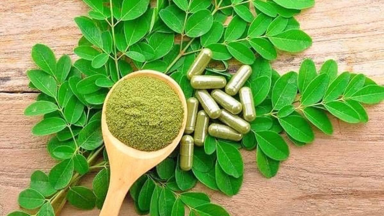 Acácia-branca: conheça a planta conhecida como “farmácia em forma de árvore”