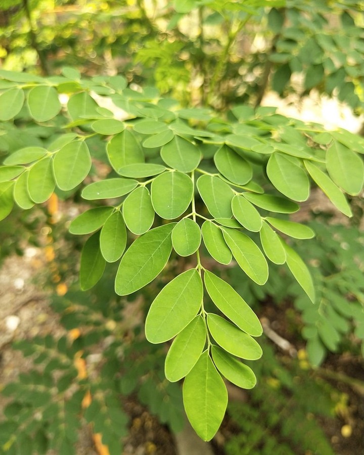 Acácia-branca: conheça a planta conhecida como “farmácia em forma de árvore”