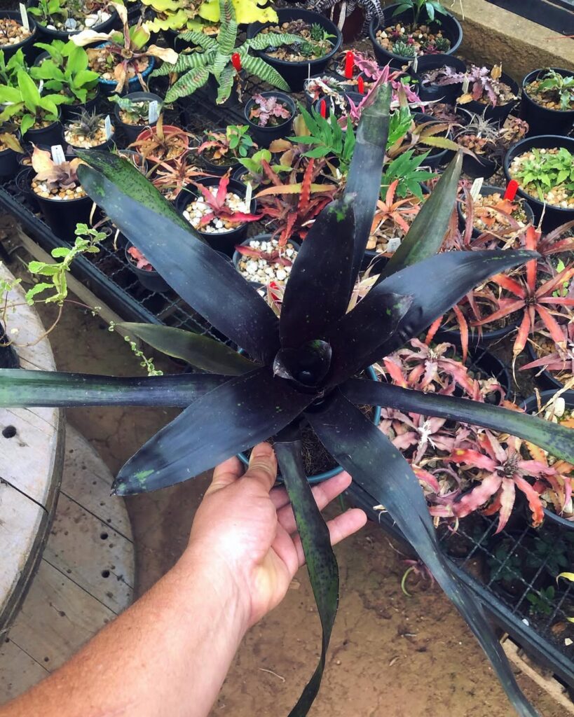 6 Plantas negras que são elegantes e transformam qualquer paisagismo