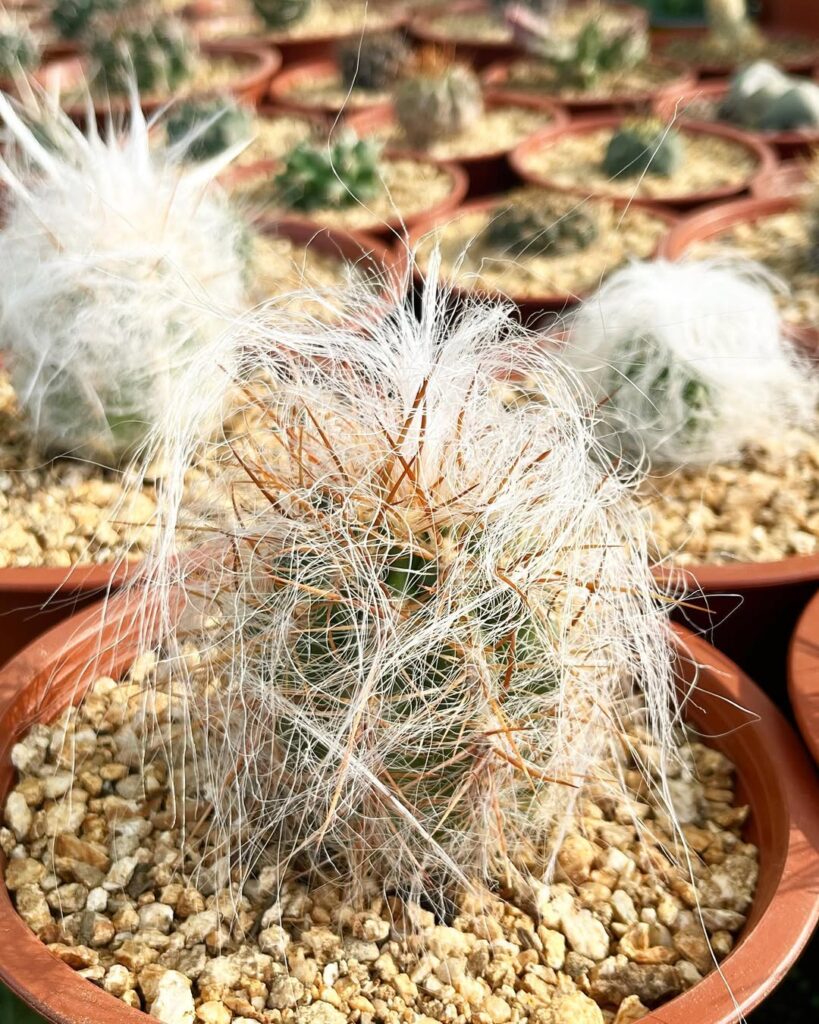 Velho-dos-Andes: o cacto que desafia o tempo nas alturas sul-americanas