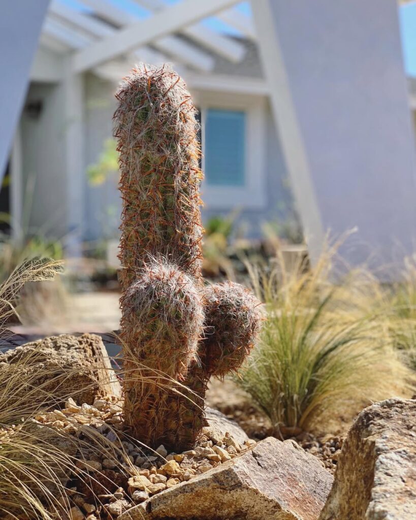 Velho-dos-Andes: o cacto que desafia o tempo nas alturas sul-americanas