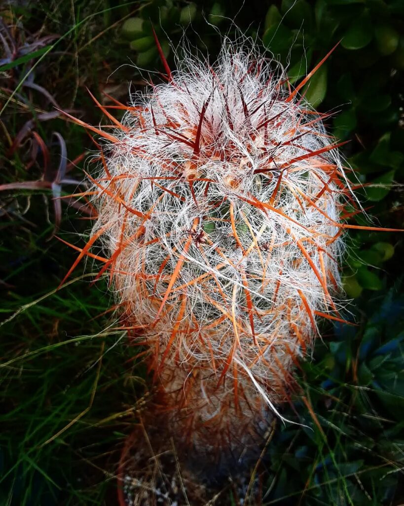 Velho-dos-Andes: o cacto que desafia o tempo nas alturas sul-americanas