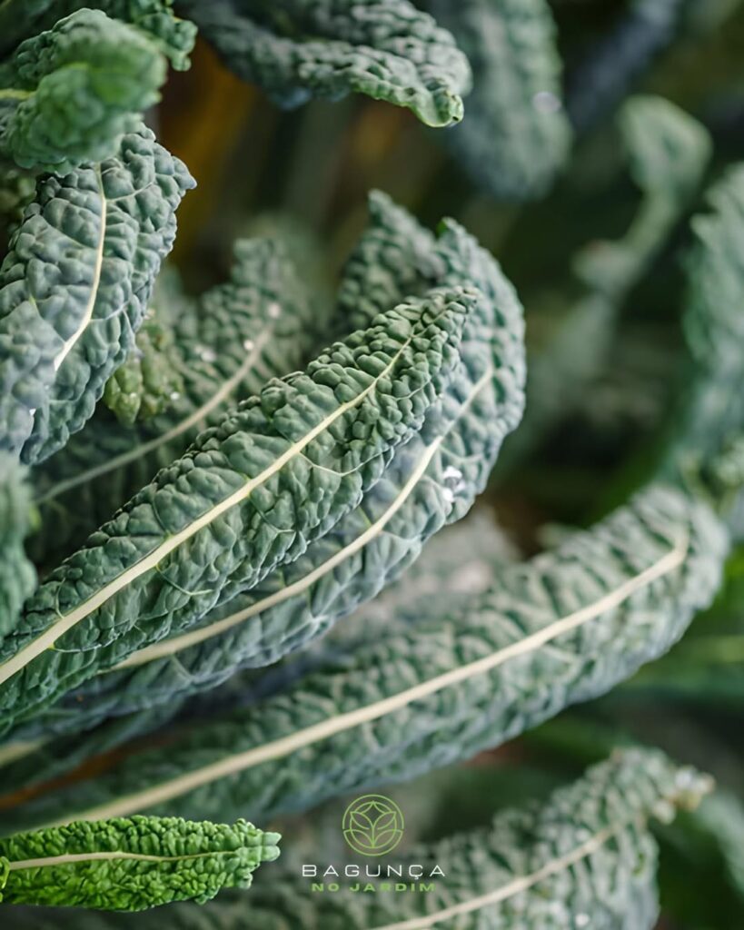 Couve diferente? Veja as 5 variedades favoritas de quem ama horta bonita e produtiva