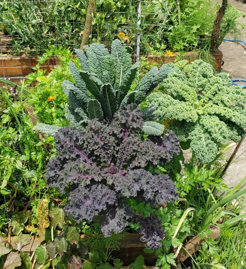 Couve diferente? Veja as 5 variedades favoritas de quem ama horta bonita e produtiva