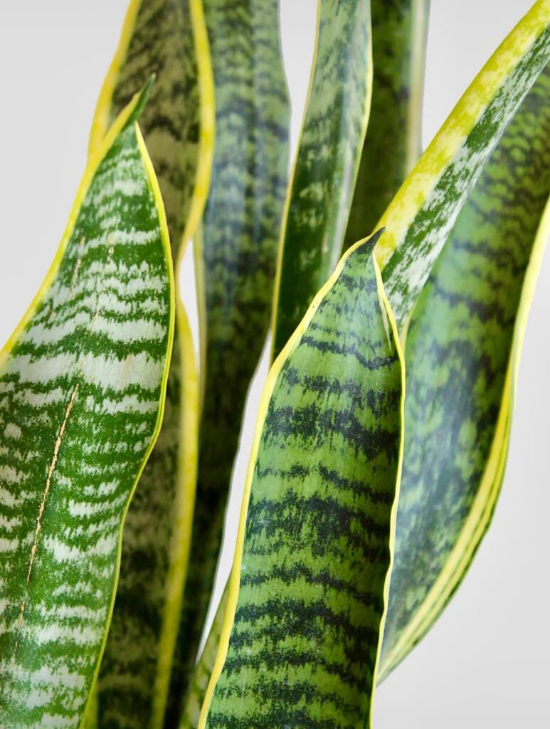 Espada-de-santa-bárbara: a planta que une proteção espiritual e beleza vibrante dentro de casa