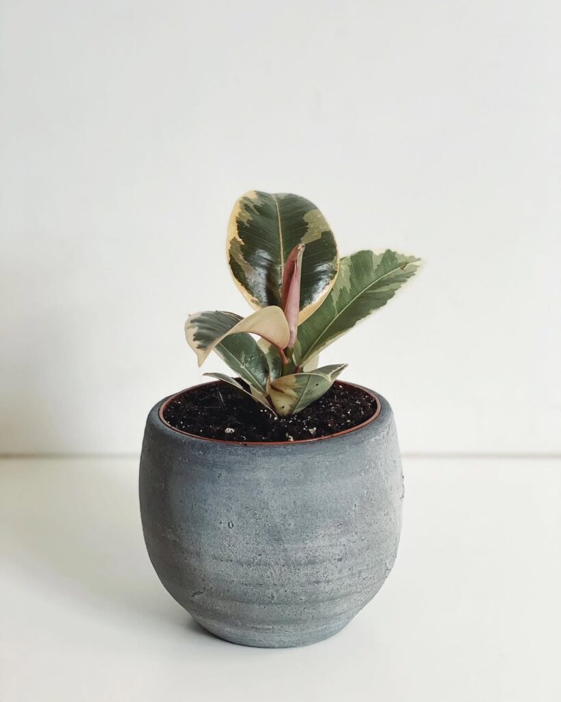 4 plantas variegatas que fazem sucesso dentro de casa