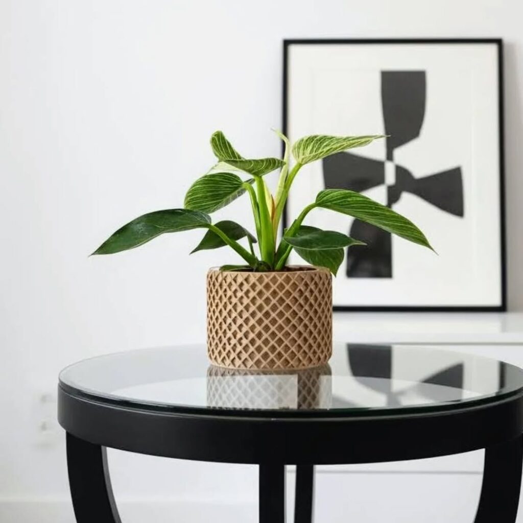 4 plantas variegatas que fazem sucesso dentro de casa