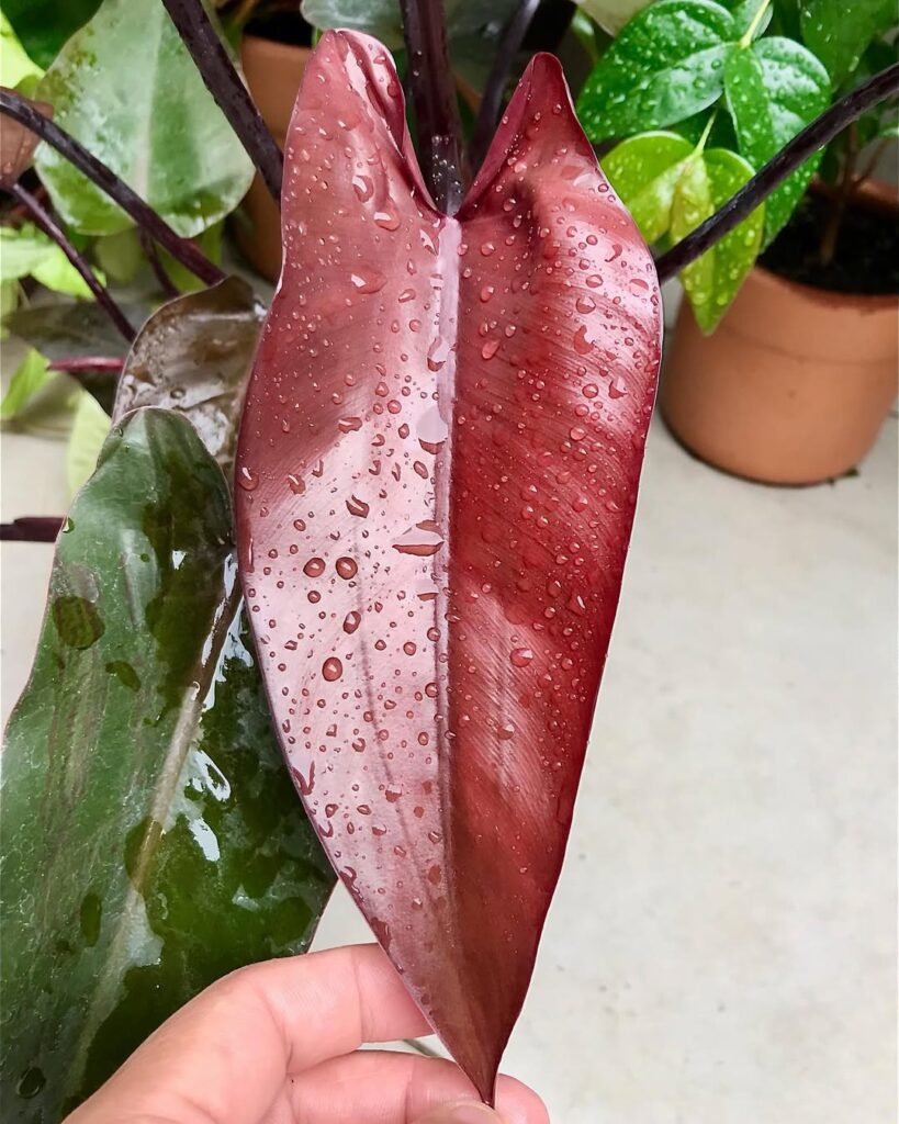 6 Plantas negras que são elegantes e transformam qualquer paisagismo