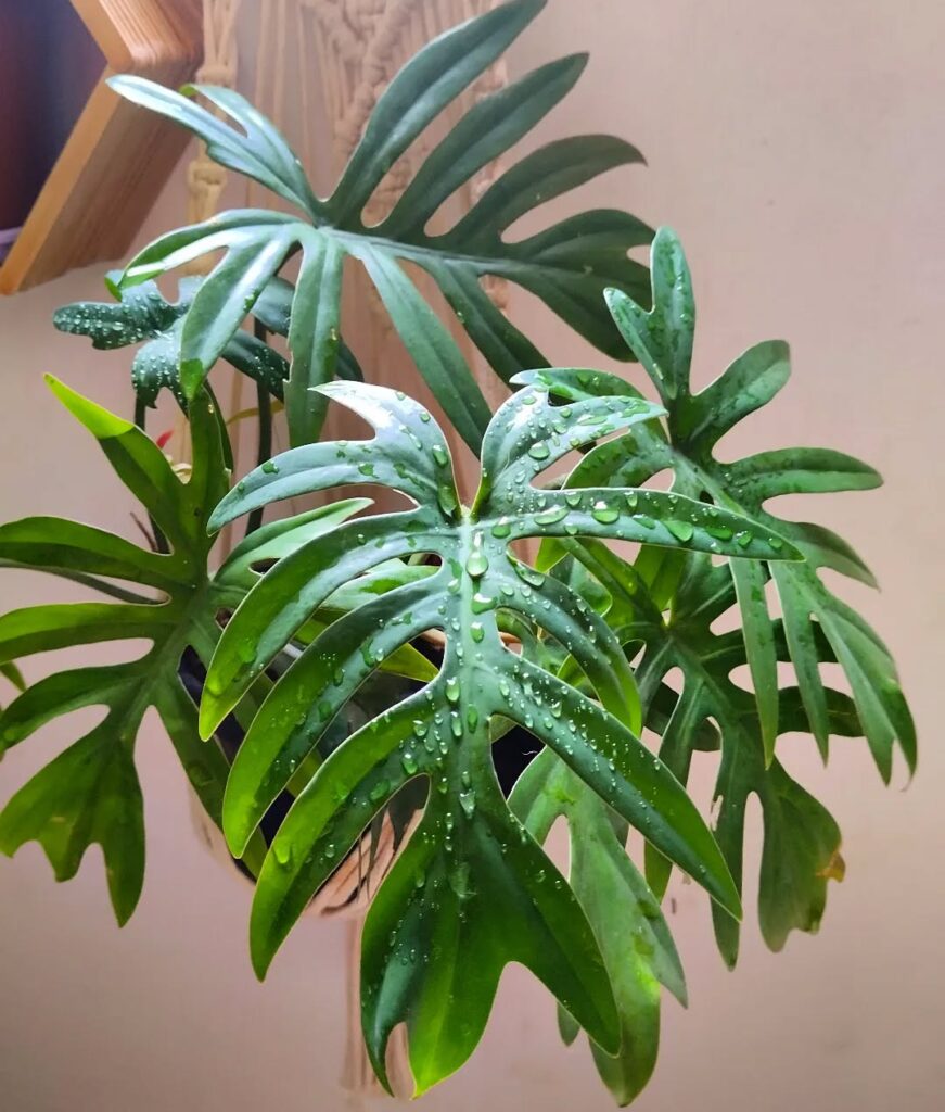 As 3 melhores plantas para decorar a casa com elegância natural