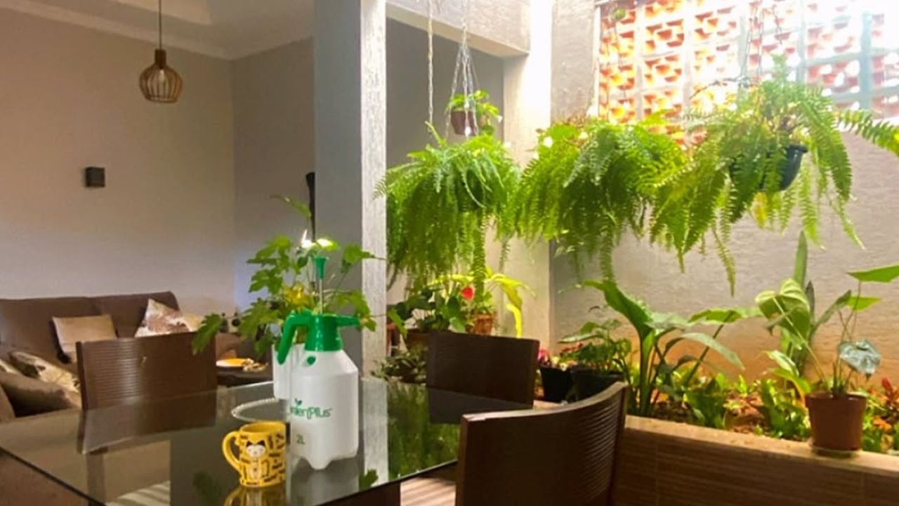 Como montar um jardim de inverno com samambaias e plantas tropicais