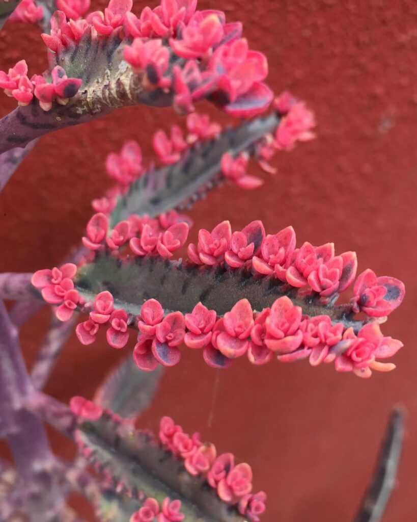 Kalanchoe Butterfly: como cultivar a suculenta que se multiplica sozinha