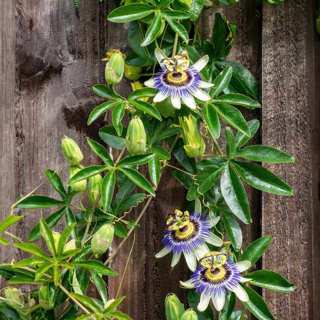 Trepadeiras para pergolado: 4 espécies que unem charme natural e muita sombra