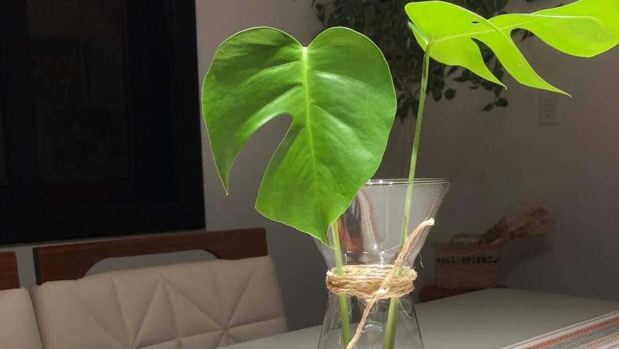 Como fazer mudas de costela-de-adão em casa