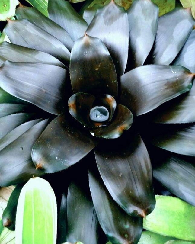 Neoregelia ‘Midnight’: a bromélia negra que encanta com seu brilho misterioso