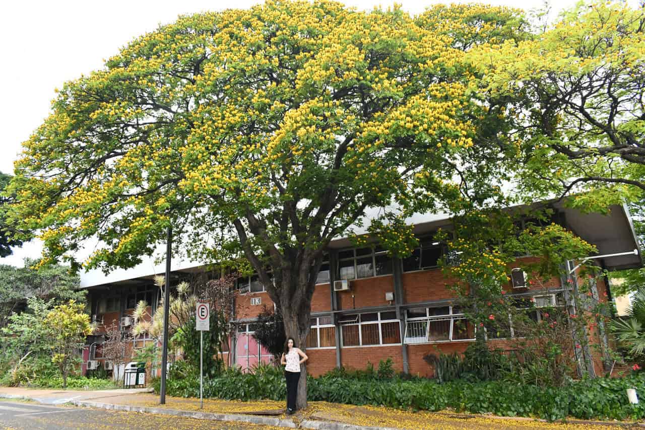 Cerrado urbano: as árvores invisíveis que agora ganham nome, voz e palco na UFU