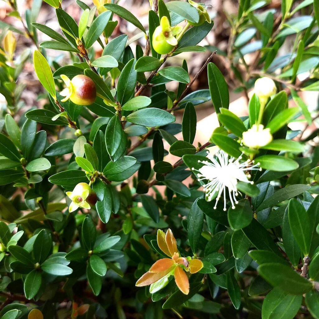 Plantas brasileiras que merecem mais destaque