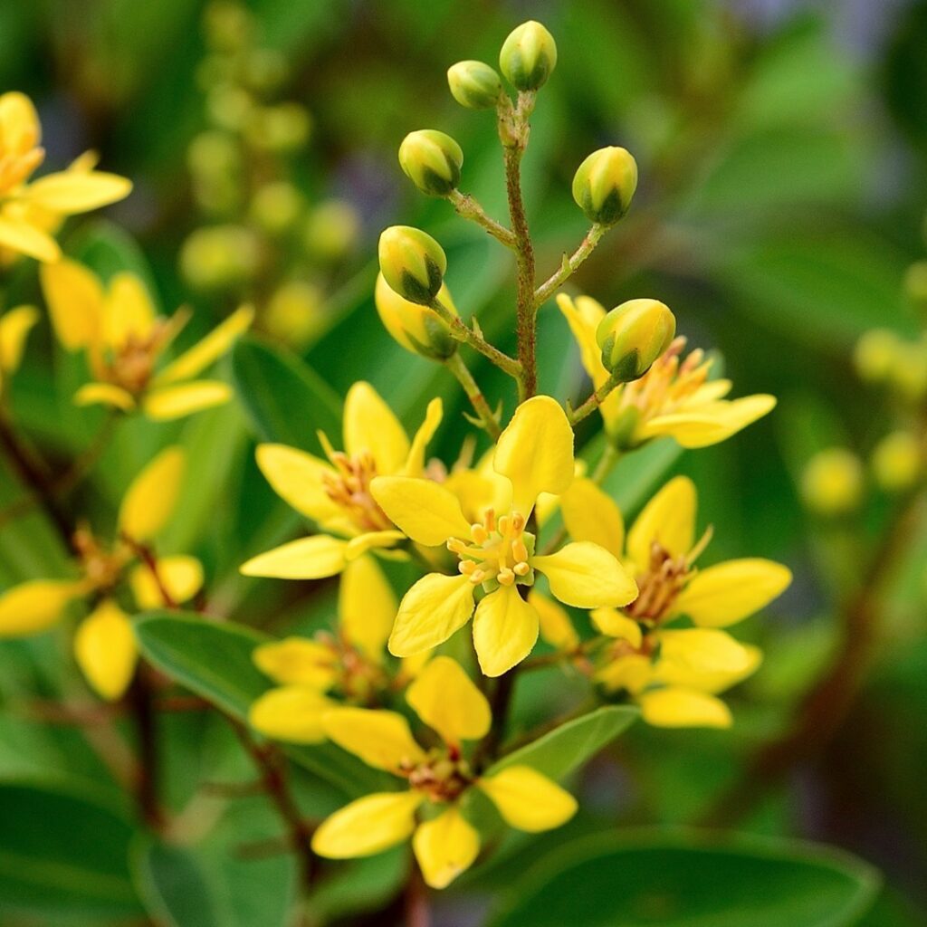 Plantas brasileiras que merecem mais destaque