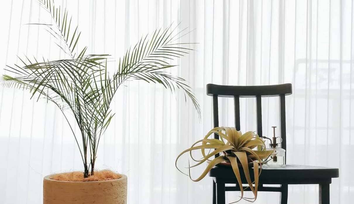 Lytocaryum weddellianum: a palmeirinha que virou desejo no paisagismo contemporâneo