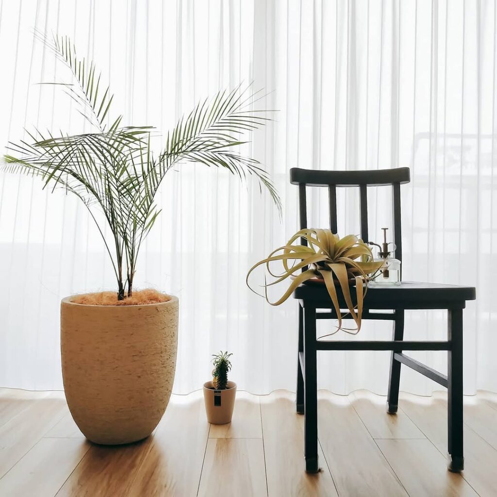 Plantas brasileiras que merecem mais destaque