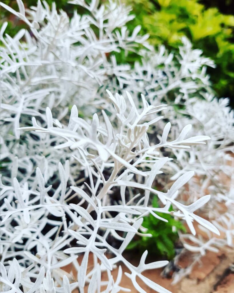 5 plantas diferentes para colecionar e admirar