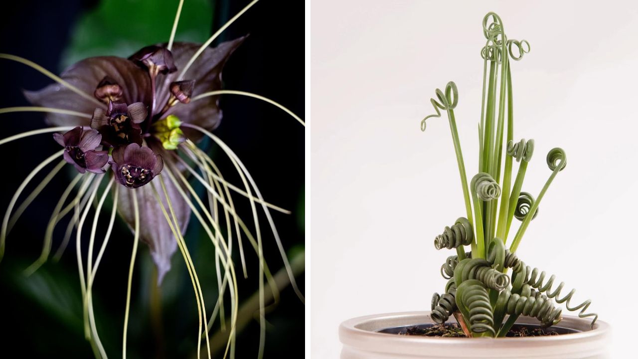 5 plantas diferentes para colecionar e admirar