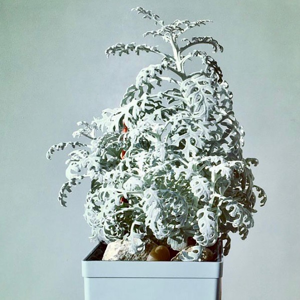 A Cinerária-marítima encanta com folhas prateadas e textura aveludada