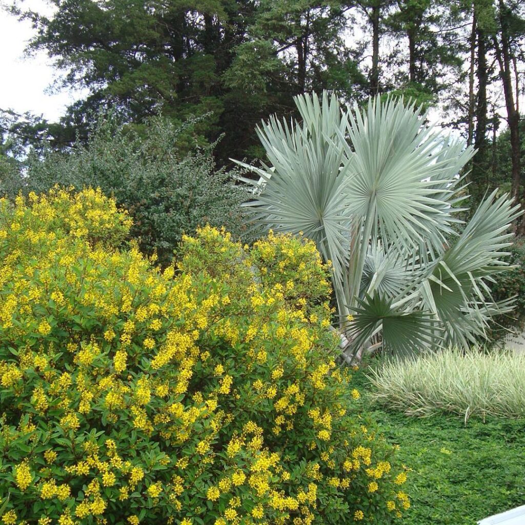 Galphimia brasiliensis: como cultivar o triális, o “mini resedá” que floresce o ano inteiro