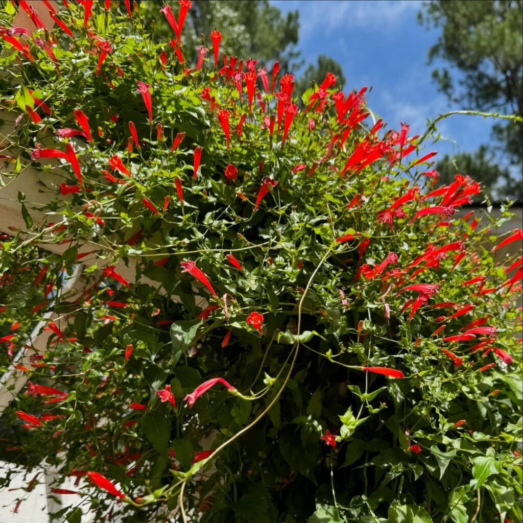 Trepadeira-sanguínea: o encanto tropical da Manettia cordifolia no paisagismo brasileiro