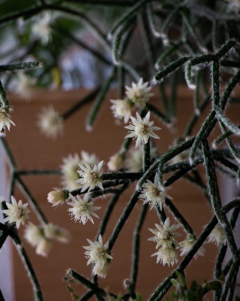 Frutos ornamentais: plantas que mantêm o jardim bonito o ano inteiro