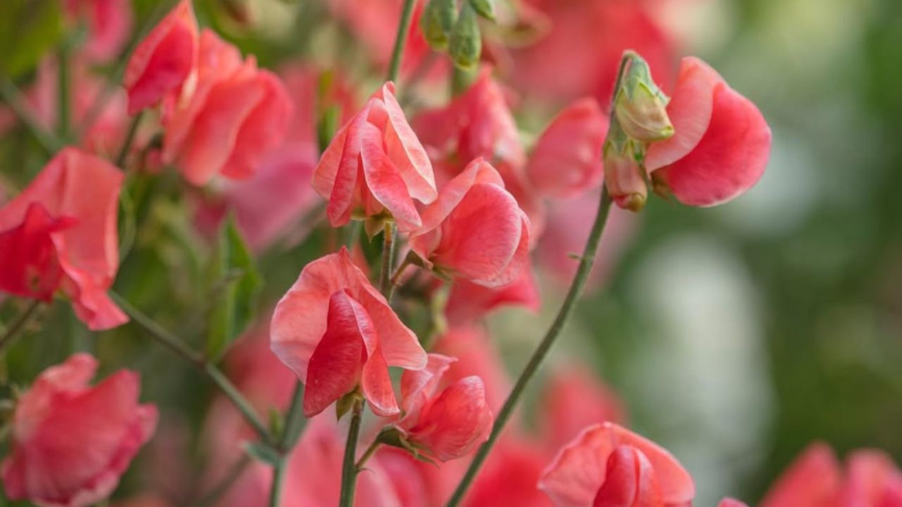 Ervilha-de-cheiro: guia completo para cultivar a flor perfumada que encanta no paisagismo