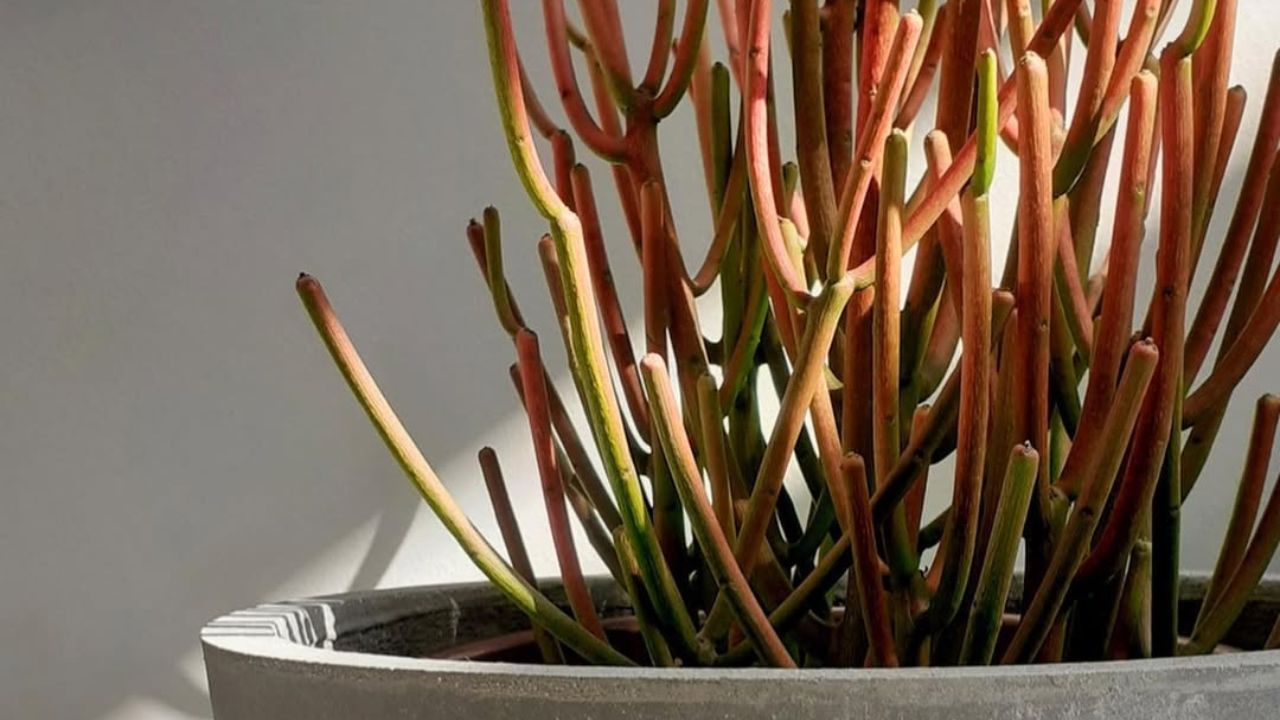 Euphorbia palito: a suculenta que transforma jardins áridos