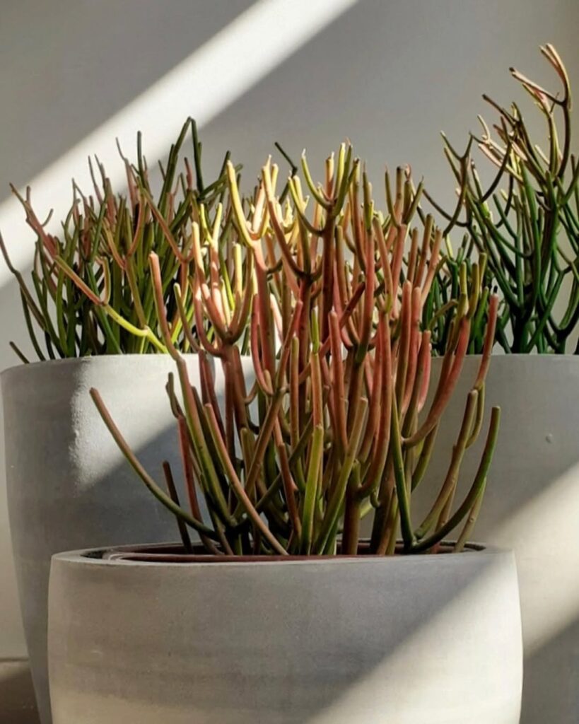 Euphorbia palito: a suculenta que transforma jardins áridos