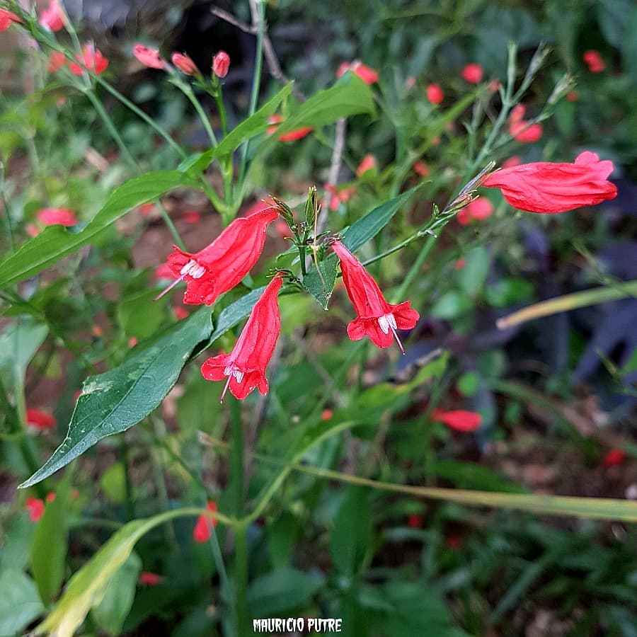 Pingo-de-sangue: a planta que colore o jardim com sutileza tropical