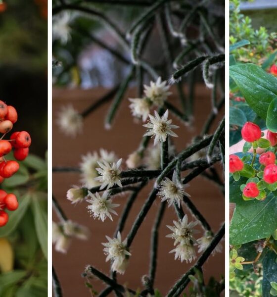 Frutos ornamentais: plantas que mantêm o jardim bonito o ano inteiro