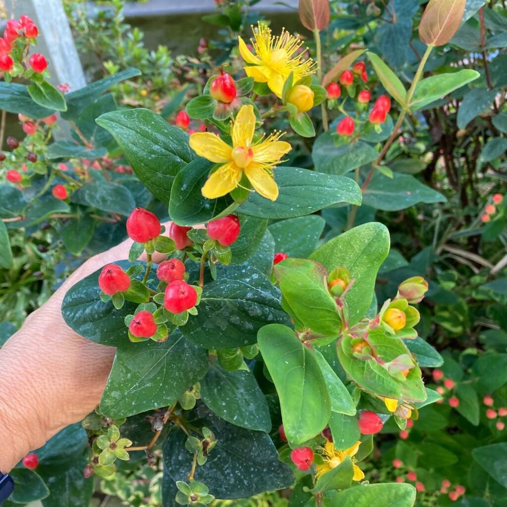Frutos ornamentais: plantas que mantêm o jardim bonito o ano inteiro